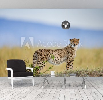 Picture of Cheetah in the savanna Kenya Tanzania Africa National Park Serengeti Maasai Mara An excellent illustration